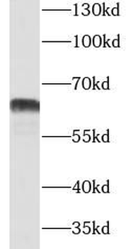 CNOT4 Antibody