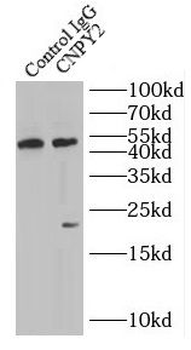 CNPY2 Antibody