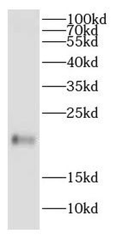 CNPY2 Rabbit Polyclonal Antibody