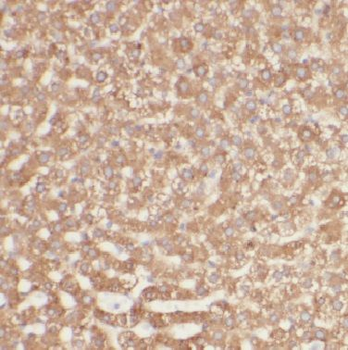 CNPY2 Rabbit Polyclonal Antibody