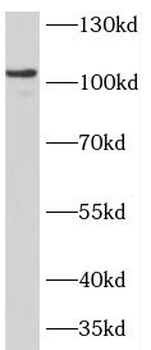 COG1 Antibody