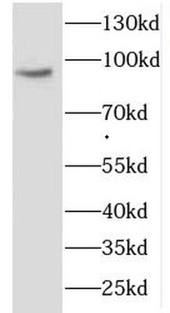 COG3 Rabbit Polyclonal Antibody