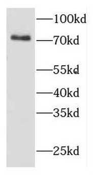 COG6 Antibody