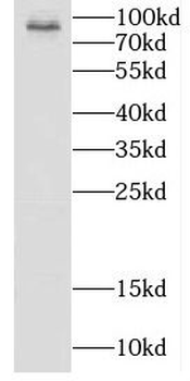 COG7 Antibody