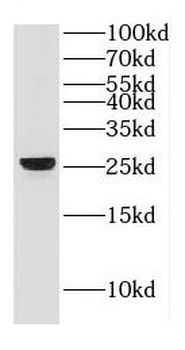 GJB2 Antibody