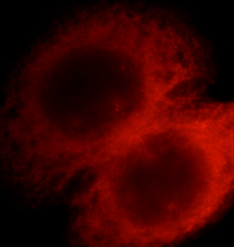 COPG1 Antibody