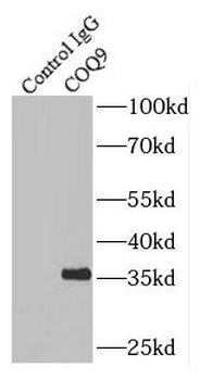 COQ9 Rabbit Polyclonal Antibody