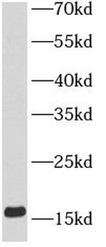 COTL1 Mouse Monoclonal Antibody