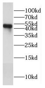 COX15 Antibody