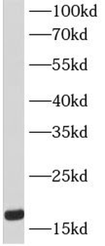 COX4I1 Mouse Monoclonal Antibody