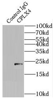 CPLX4 Antibody