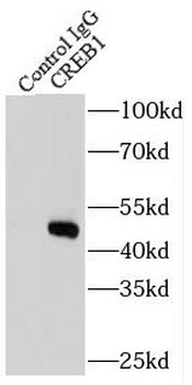 CREB1 Rabbit Polyclonal Antibody