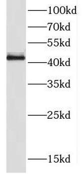 CREB1 Rabbit Polyclonal Antibody