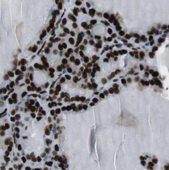 CREB1 Rabbit Polyclonal Antibody