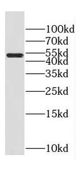 CREB3 Antibody