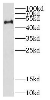 CREB3L4 Antibody
