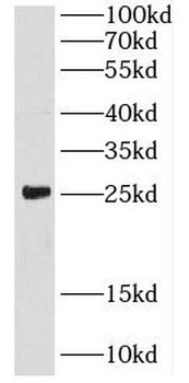 CRIP2 Antibody