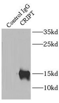CRIPT Antibody