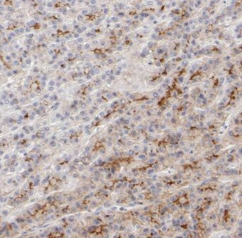 Dpysl3 Rabbit Polyclonal Antibody