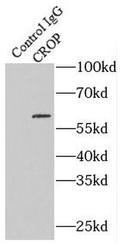 LUC7L3 Antibody