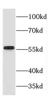 LUC7L3 Rabbit Polyclonal Antibody