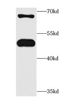 CRTAP Antibody