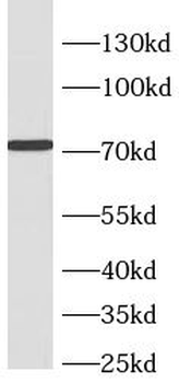 CRTC2 Antibody