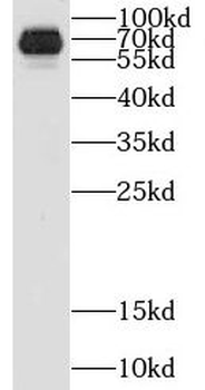 CRY1 Antibody