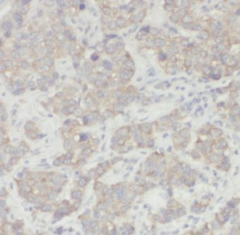 CSN3 Antibody