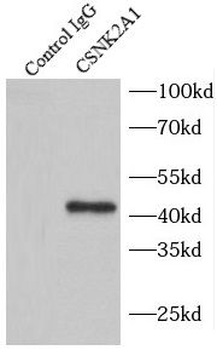 CSNK2A1 Rabbit Polyclonal Antibody