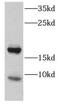 CST8 Antibody