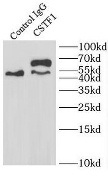 CSTF1 Antibody