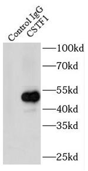 CSTF1 Antibody