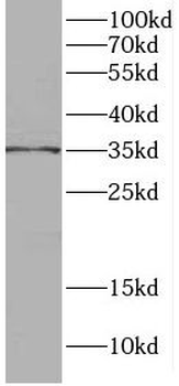 C1QTNF1 Antibody