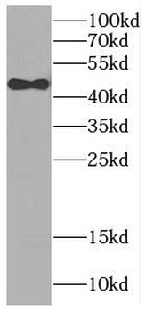 C1QTNF4 Antibody