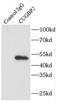CELF2 Antibody