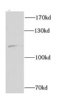 CUL4B Antibody