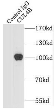 CUL4B Antibody