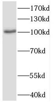 CWF19L2 Antibody