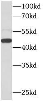 CX3CR1 Antibody