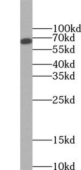CXCR4 Antibody