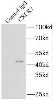 ACKR3 Antibody