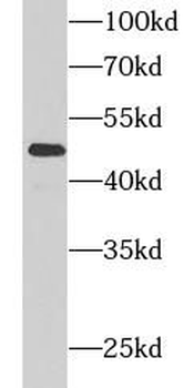 CCNA2 Rabbit Polyclonal Antibody