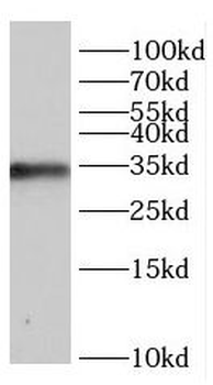 CCND2 Antibody