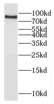 CCNT1 Antibody