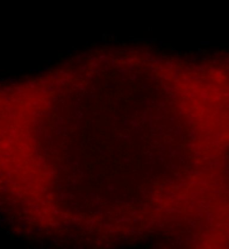PPIA Antibody