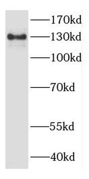CYFIP2 Antibody