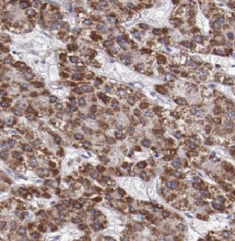 CYP20A1 Rabbit Polyclonal Antibody