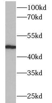 CYP2A6 Antibody