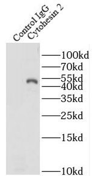 CYTH2 Antibody